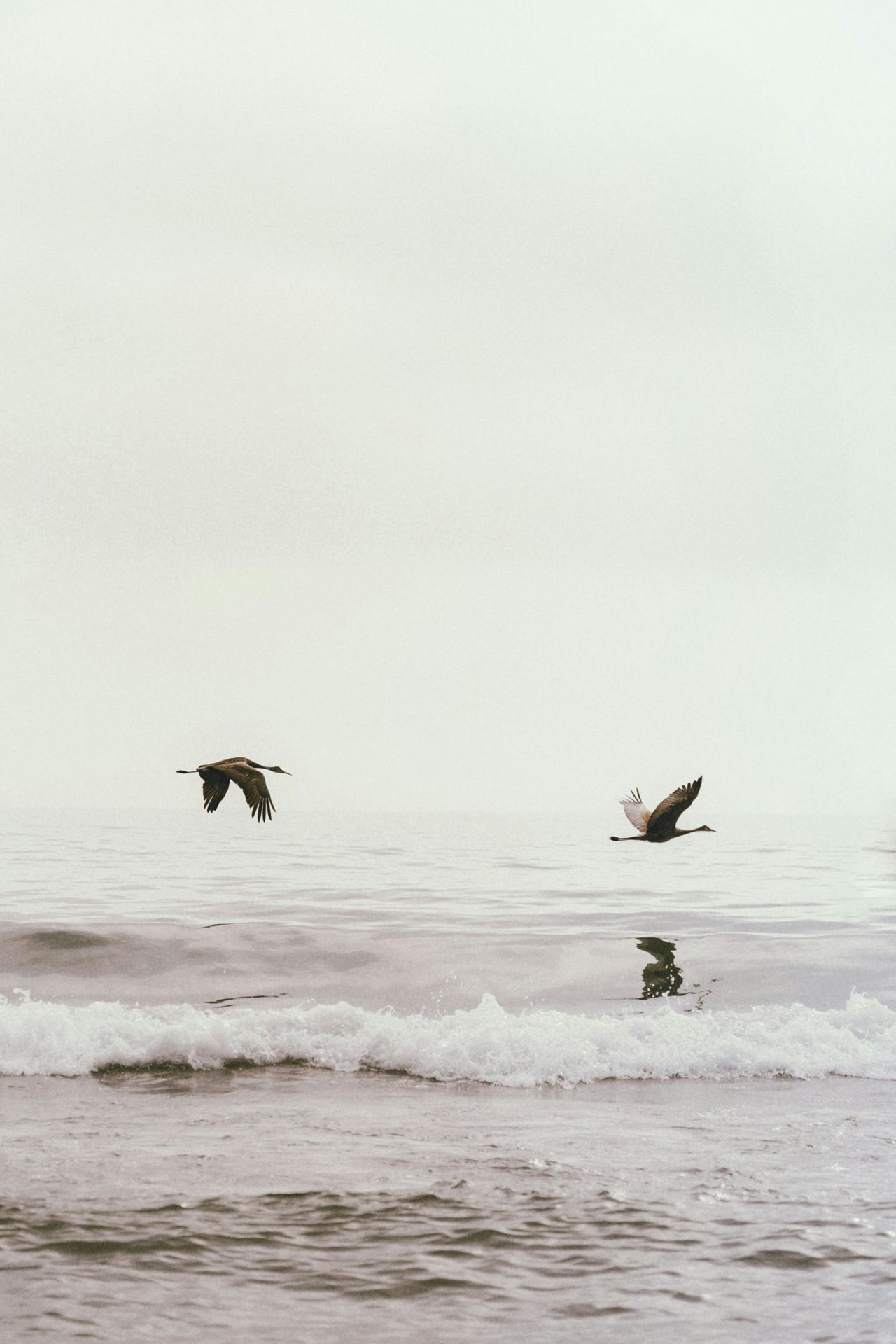 birds flying over the ocean